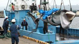 La chasse commerciale à la baleine