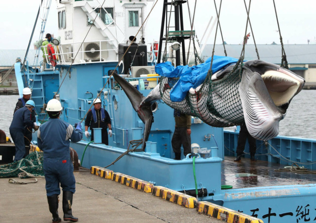 La chasse commerciale à la baleine