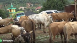 Affaire de boeufs à N’Zérékoré