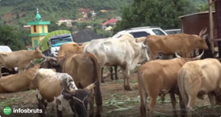 Affaire de boeufs à N’Zérékoré