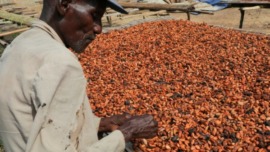 Ghana les producteurs de Cacao