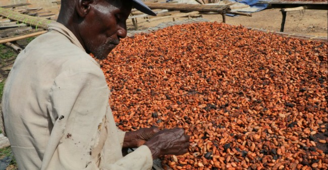 Ghana les producteurs de Cacao